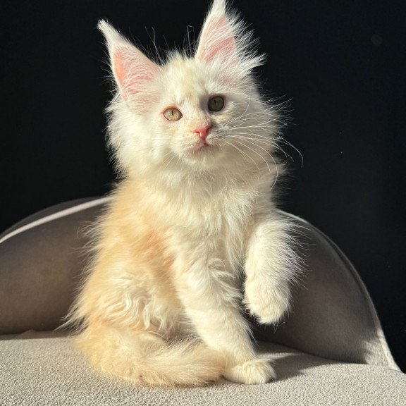 Maine Coon NOV Hurma