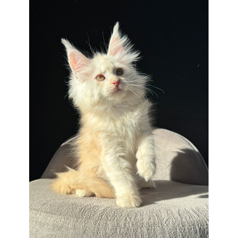 Maine Coon NOV Hurma