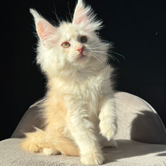 Maine Coon NOV Hurma