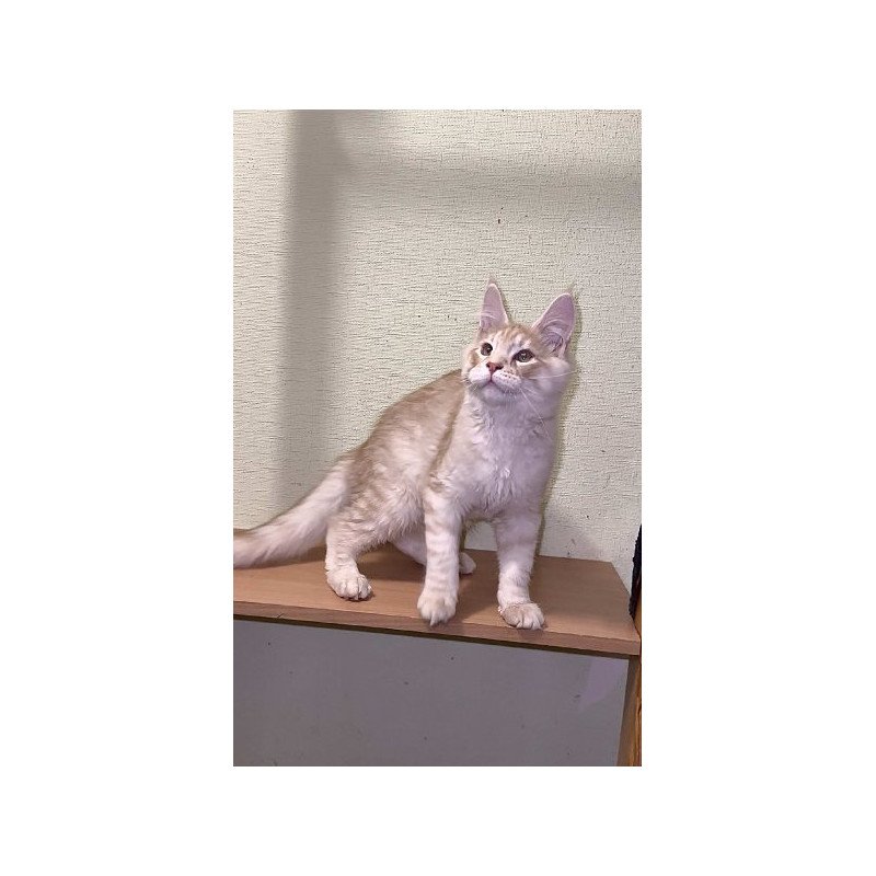 Maine Coon Alva Diesel