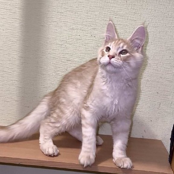 Maine Coon Alva Diesel