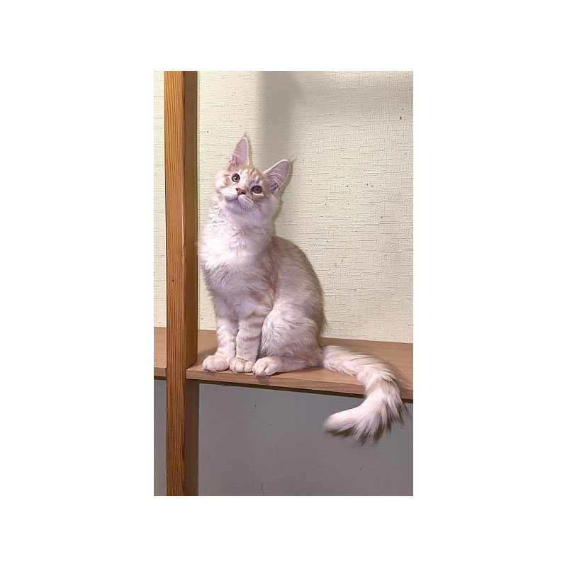 Maine Coon Alva Diesel