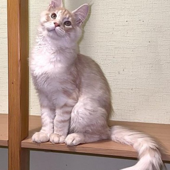 Maine Coon Alva Diesel