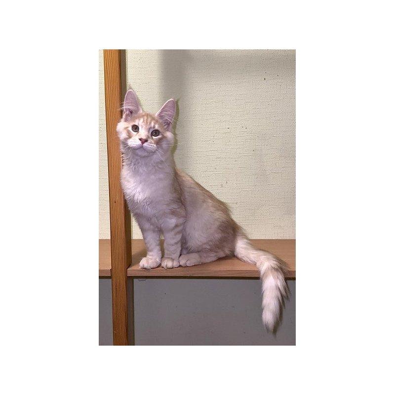 Maine Coon Alva Diesel