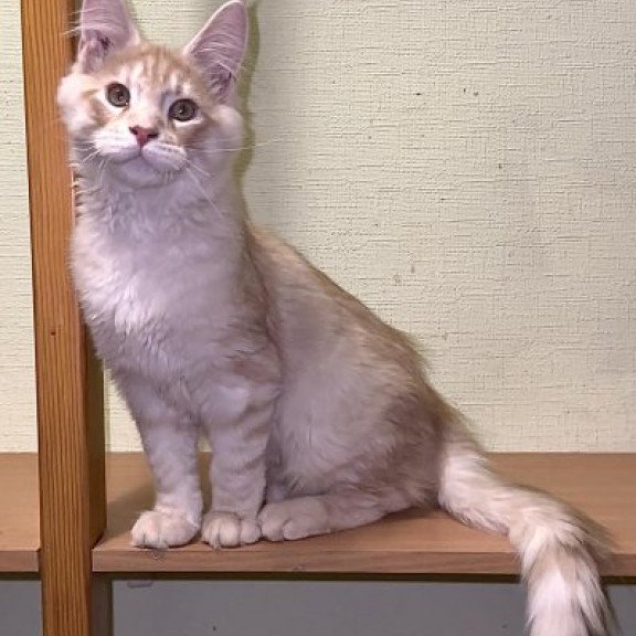 Maine Coon Alva Diesel