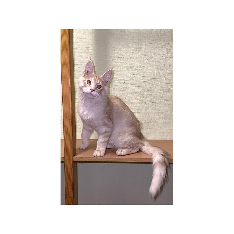 Maine Coon Alva Diesel