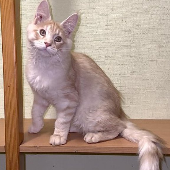 Maine Coon Alva Diesel