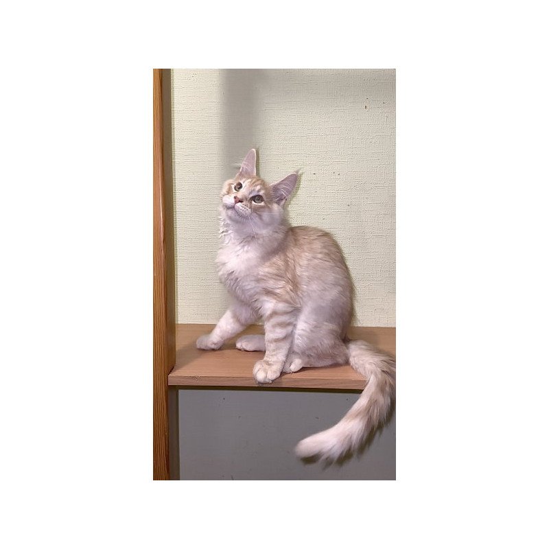 Maine Coon Alva Diesel