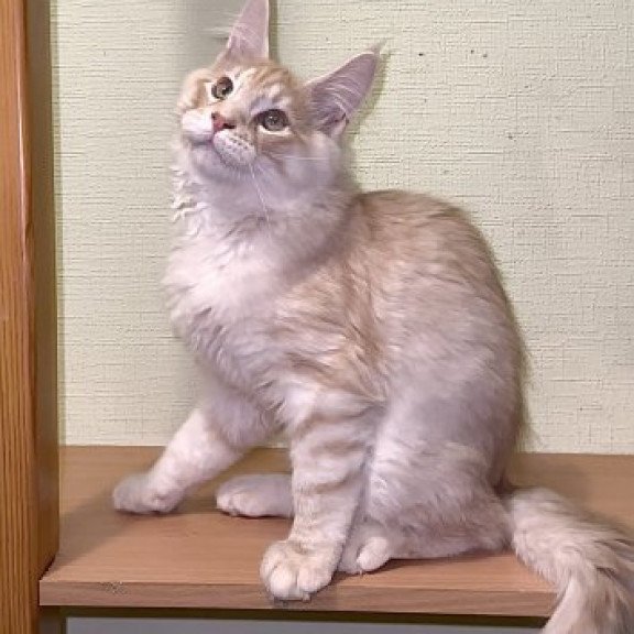 Maine Coon Alva Diesel