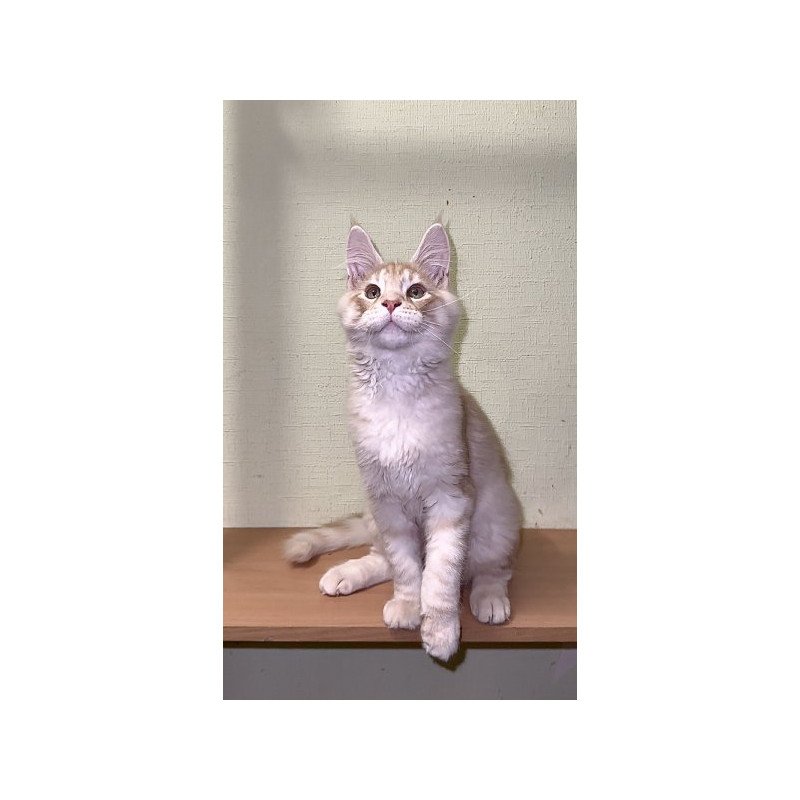Maine Coon Alva Diesel