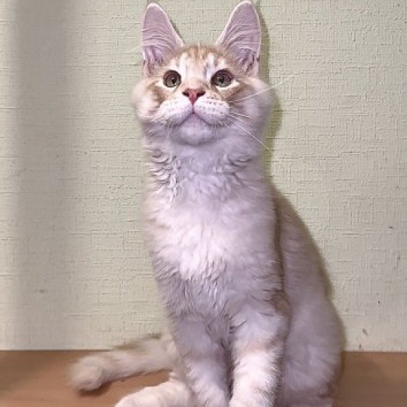 Maine Coon Alva Diesel
