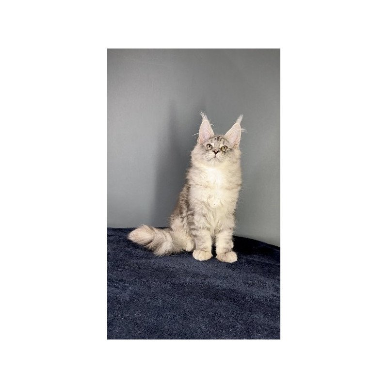 Maine Coon Alva Fendi
