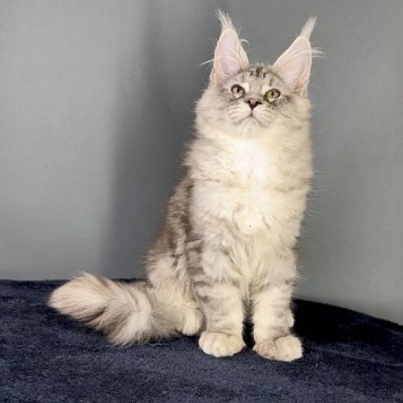 Maine Coon Alva Fendi