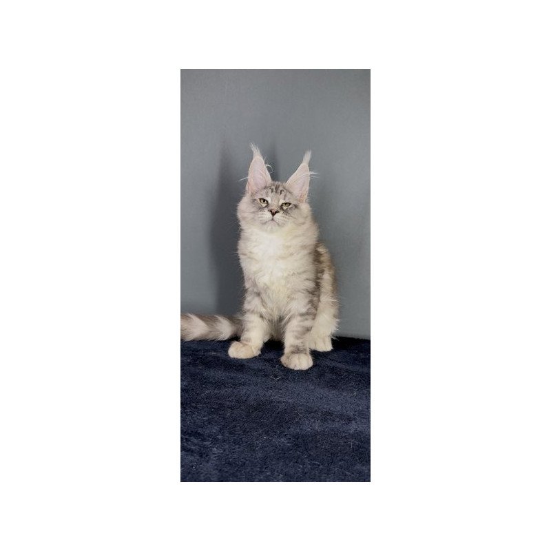 Maine Coon Alva Fendi