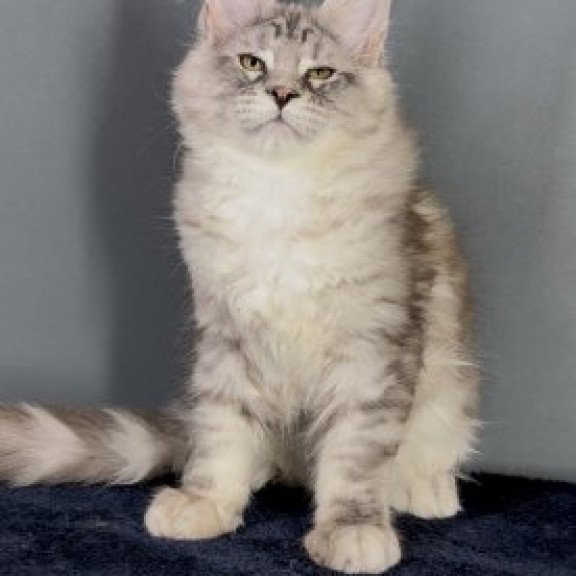 Maine Coon Alva Fendi