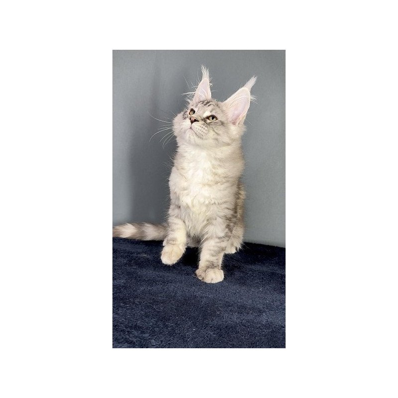 Maine Coon Alva Fendi