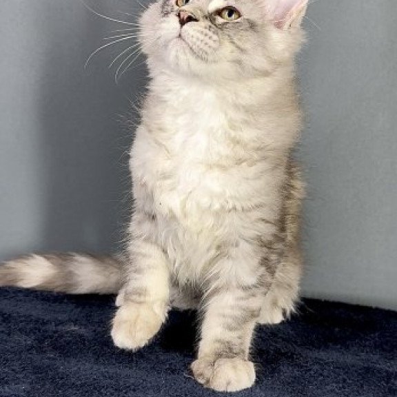 Maine Coon Alva Fendi
