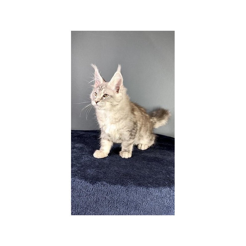 Maine Coon Alva Fendi