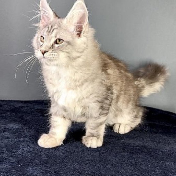 Maine Coon Alva Fendi