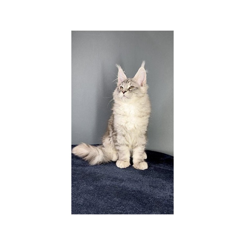 Maine Coon Alva Fendi