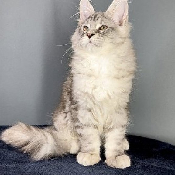 Maine Coon Alva Fendi