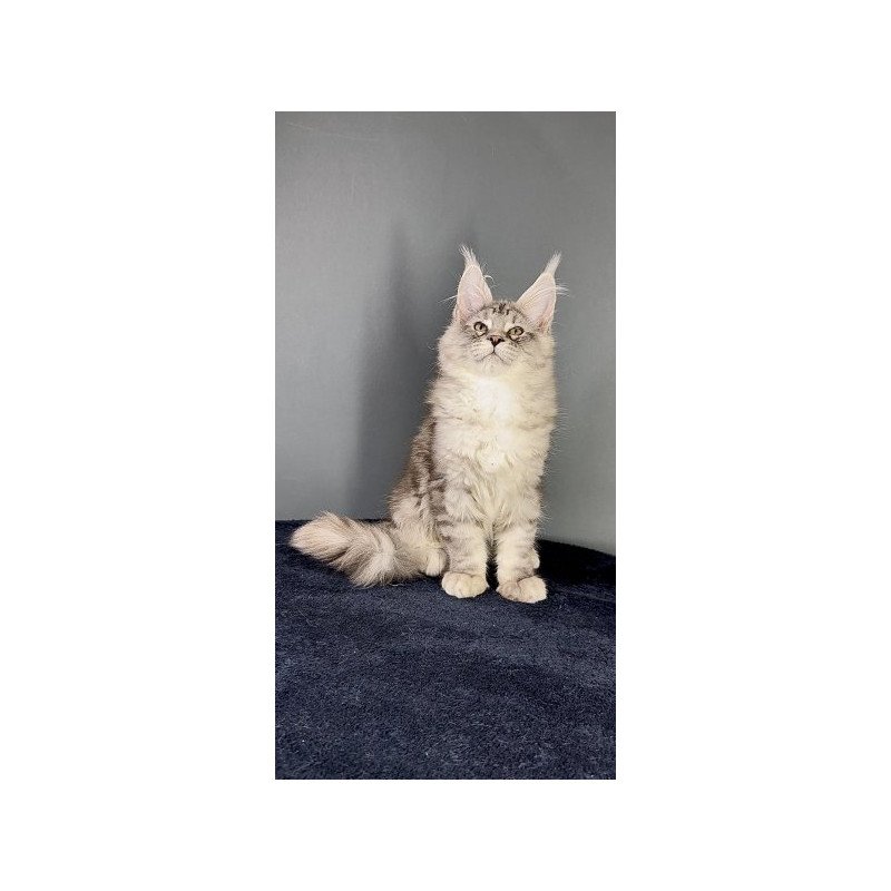 Maine Coon Alva Fendi