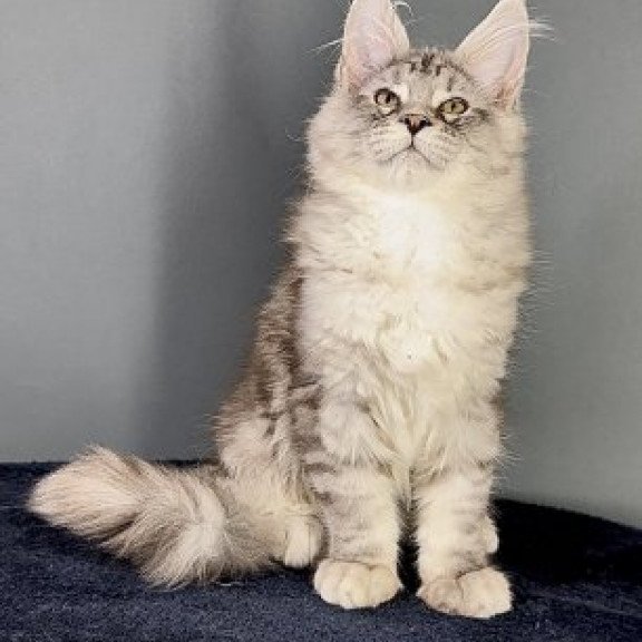 Maine Coon Alva Fendi