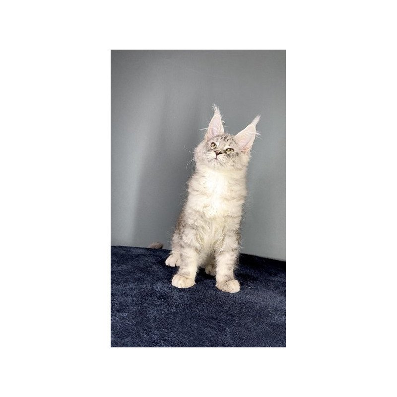 Maine Coon Alva Fendi