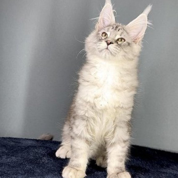 Maine Coon Alva Fendi
