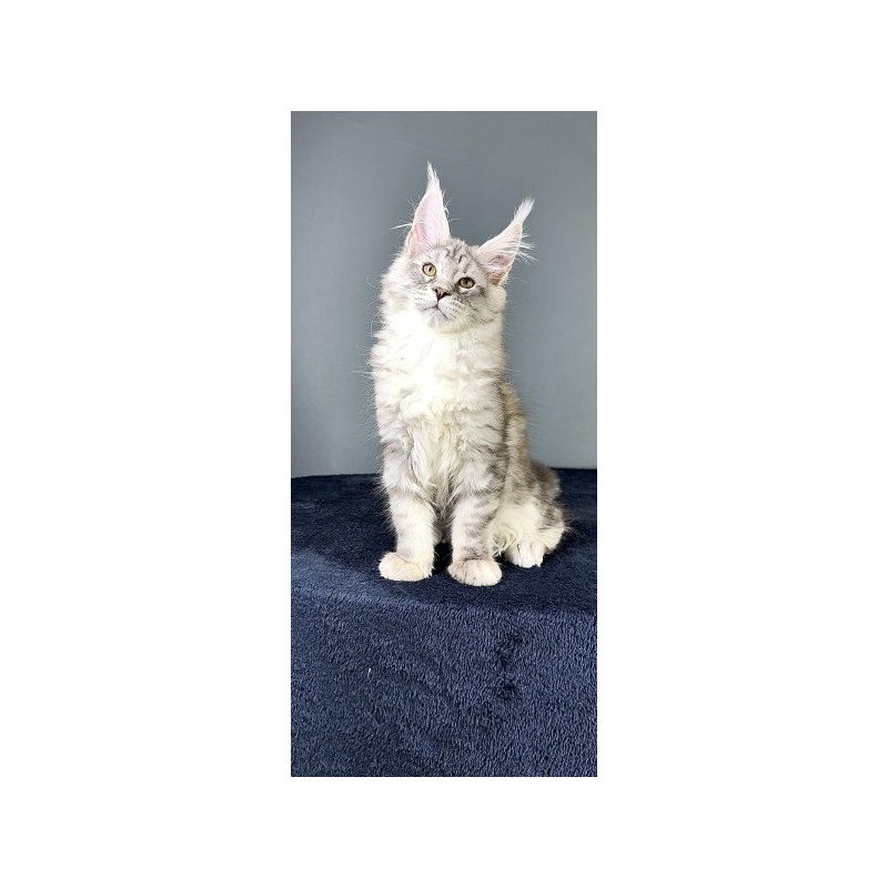 Maine Coon Alva Fendi