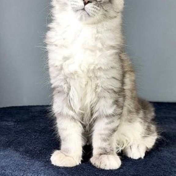 Maine Coon Alva Fendi