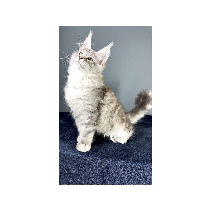 Maine Coon Alva Fendi