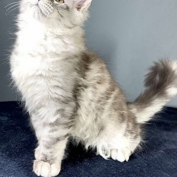Maine Coon Alva Fendi