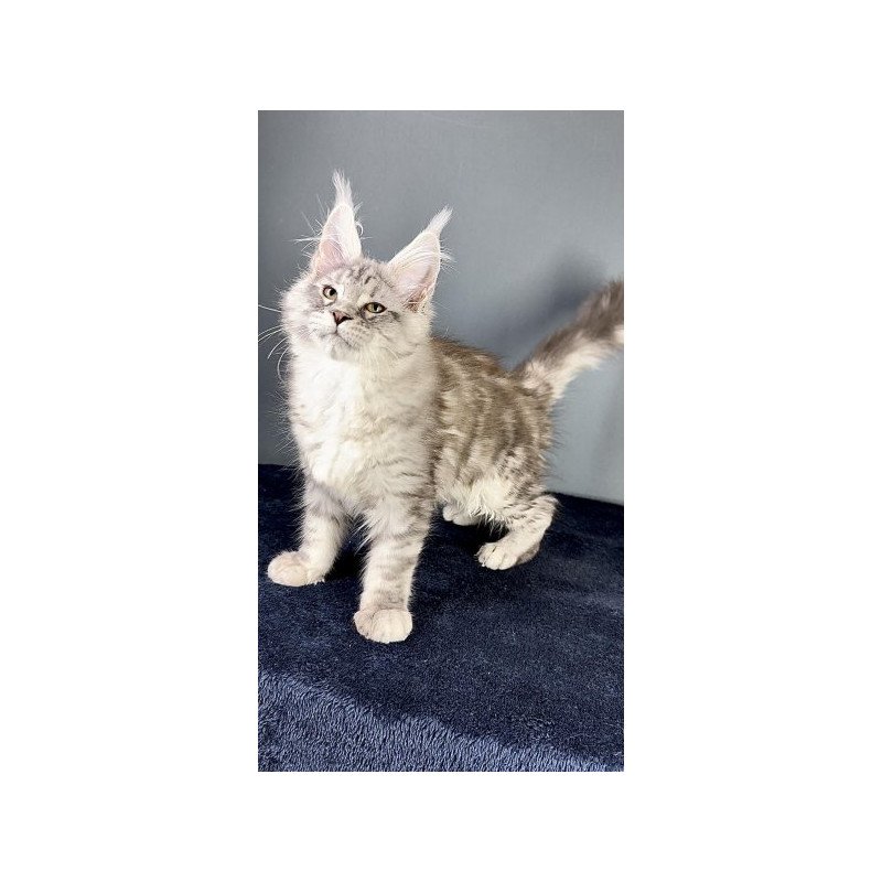 Maine Coon Alva Fendi
