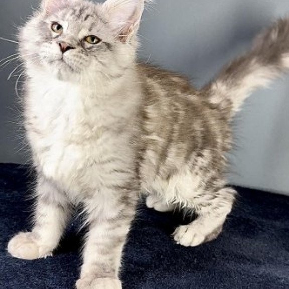 Maine Coon Alva Fendi