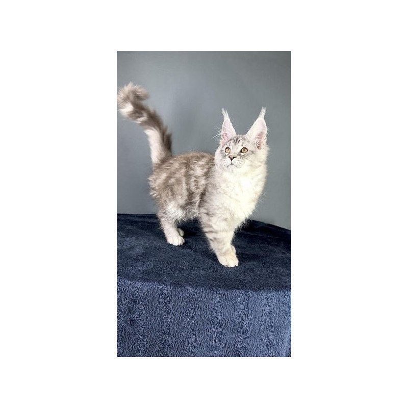 Maine Coon Alva Fendi