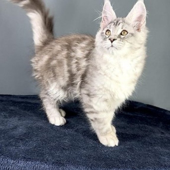 Maine Coon Alva Fendi