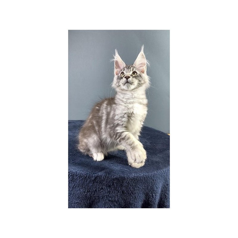 Maine Coon Alva Flash