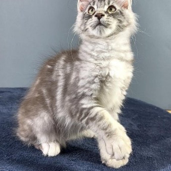 Maine Coon Alva Flash