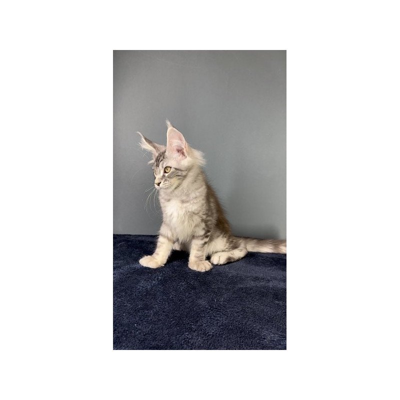 Maine Coon Alva Flash