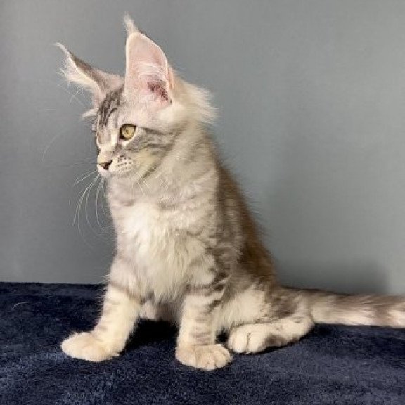 Maine Coon Alva Flash