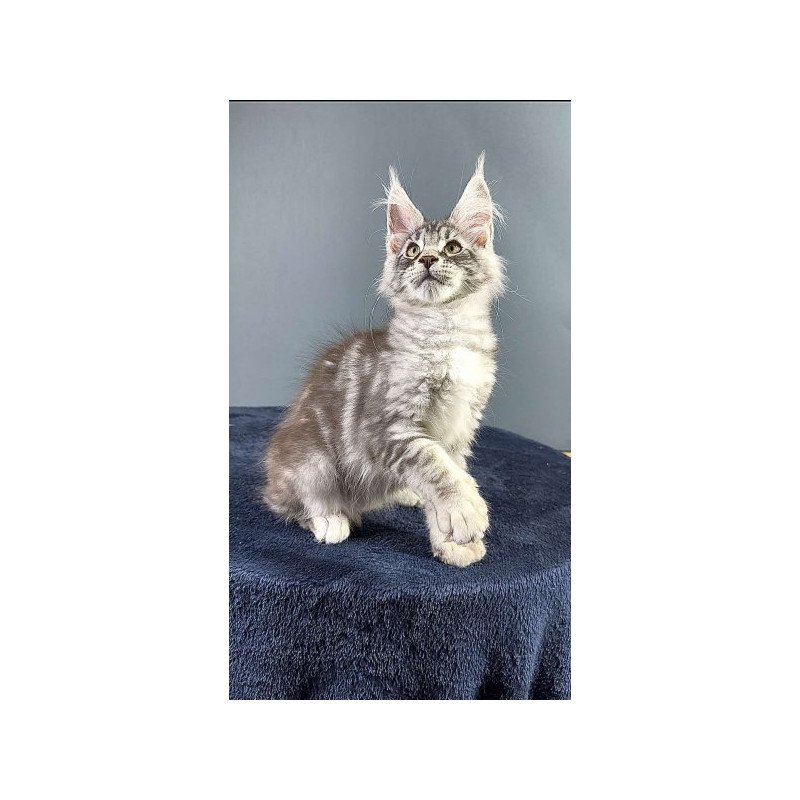 Maine Coon Alva Flash