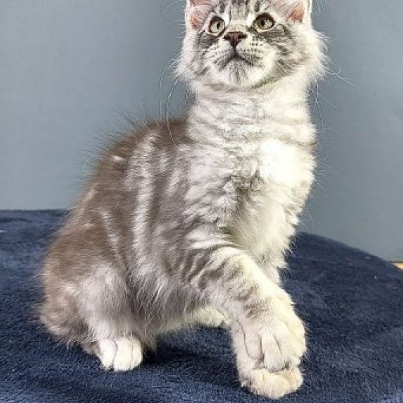 Maine Coon Alva Flash