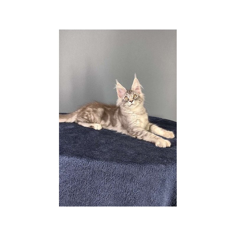 Maine Coon Alva Flash