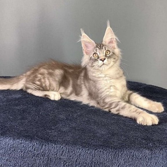 Maine Coon Alva Flash