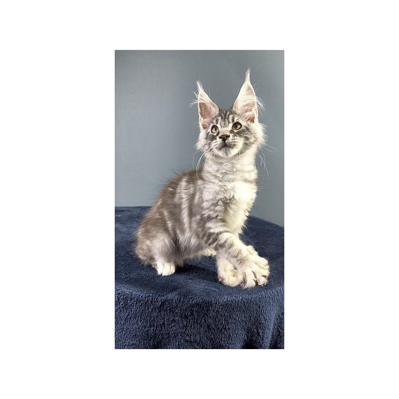 Maine Coon Alva Flash