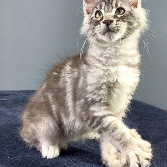 Maine Coon Alva Flash