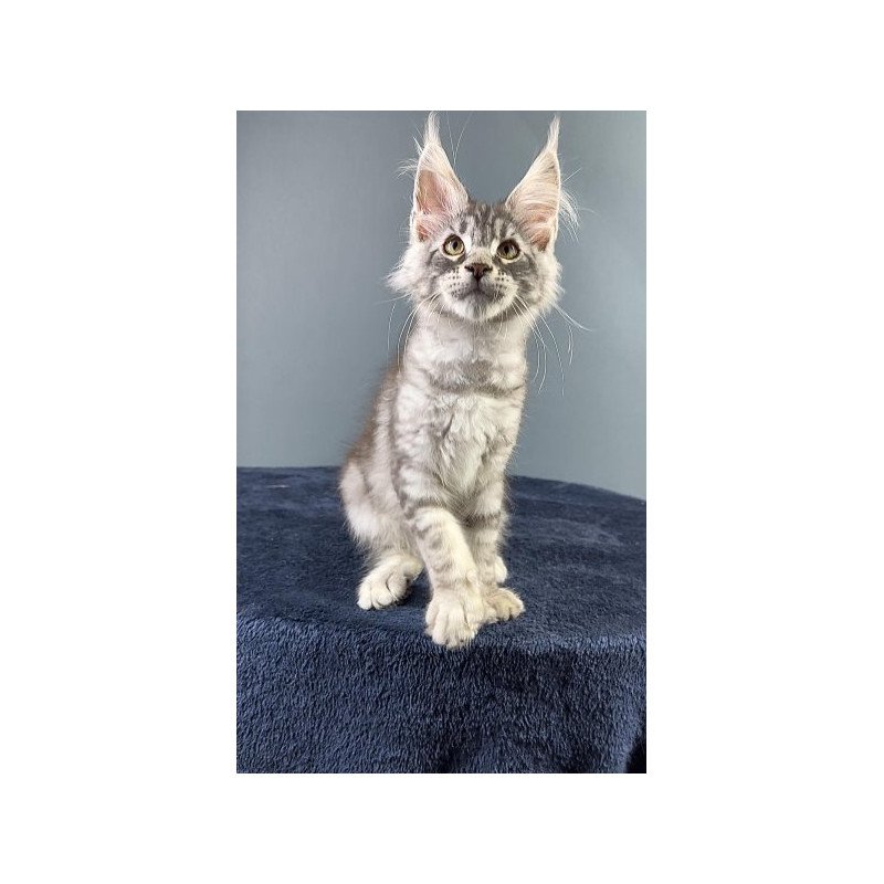 Maine Coon Alva Flash