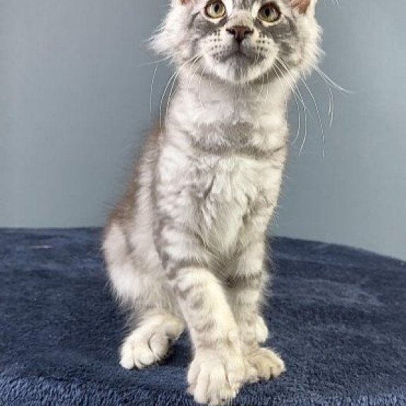 Maine Coon Alva Flash