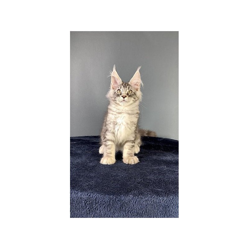 Maine Coon Alva Flash